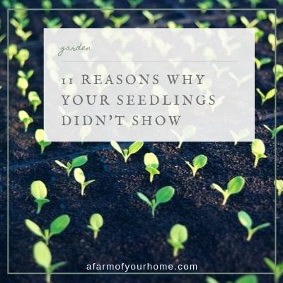 cover 11 Reasons Why Your Seedlings Didn't Show
