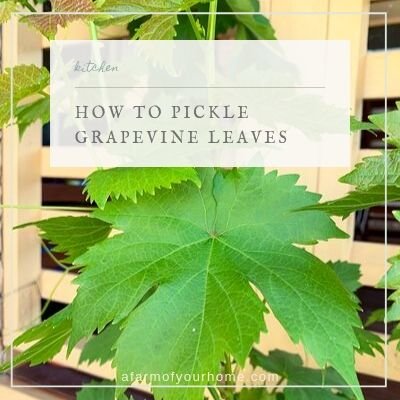 how to pickle grapevine leaves cover